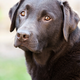 A chocolate-lab